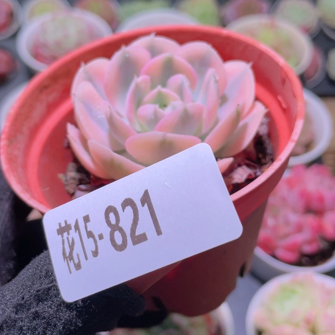 花利美15-821鲁氏锦