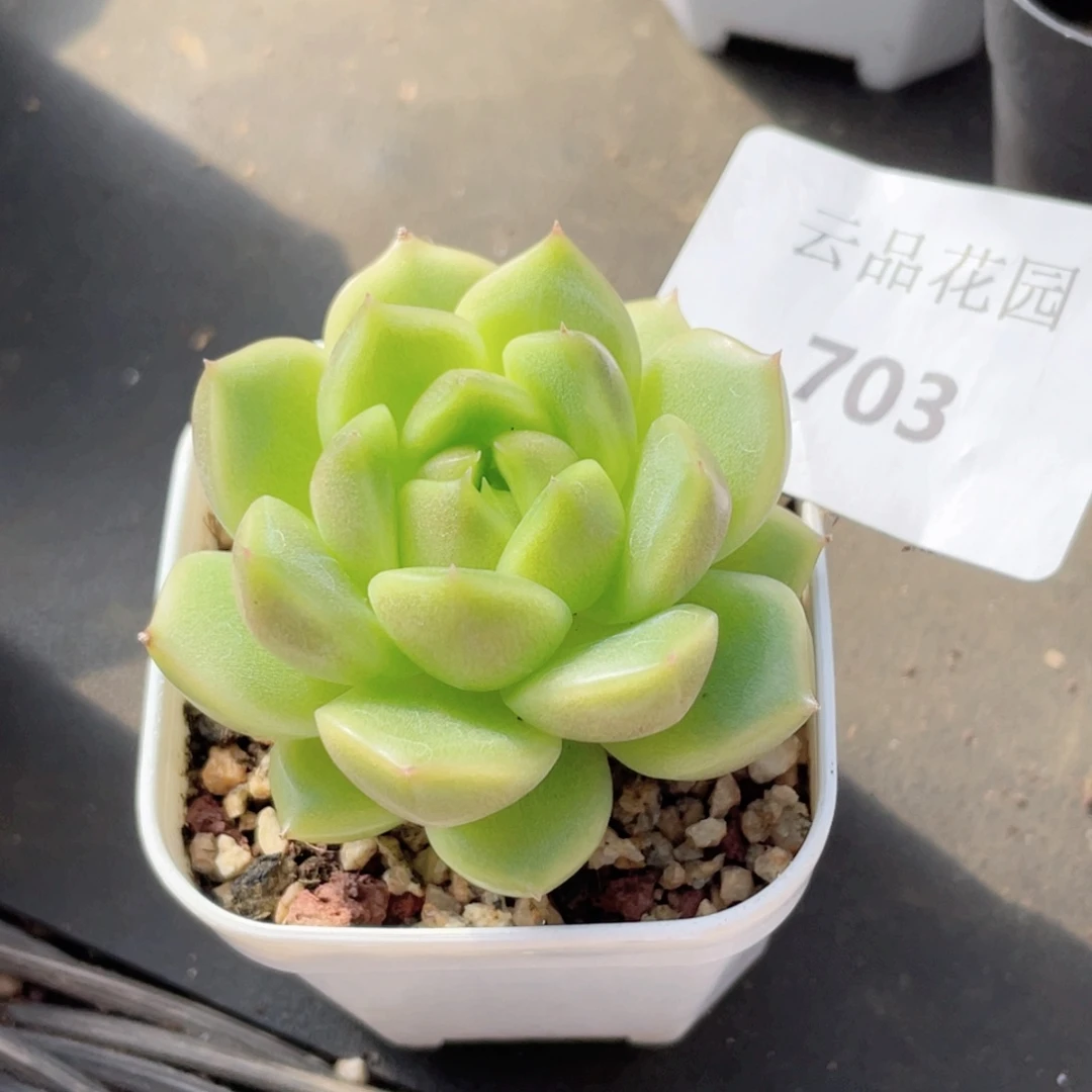 703号糖心冰心珍妮