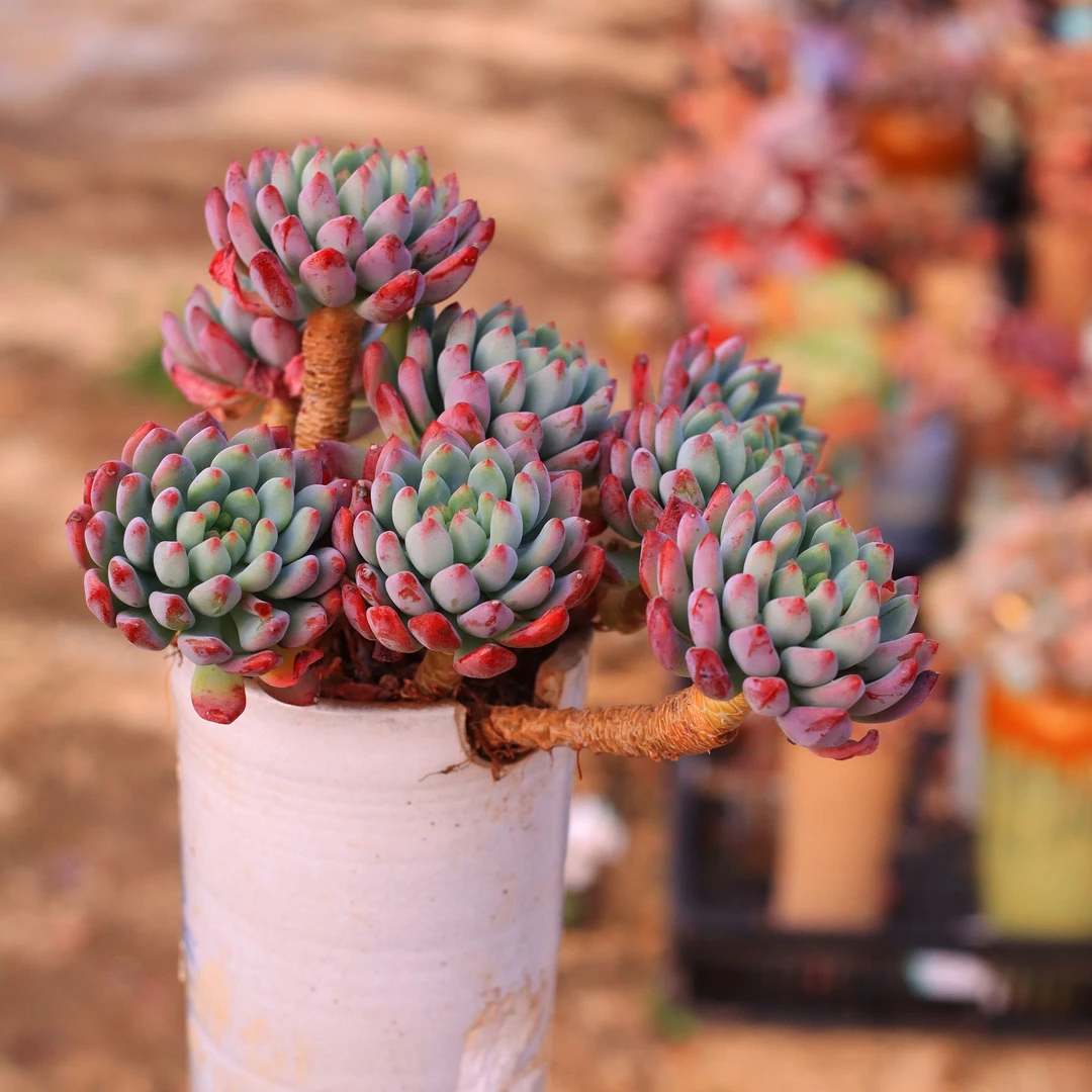 【整桩精控蓝苹果多肉老桩】脱土发货1单包邮吸甲醛阳台植物盆栽