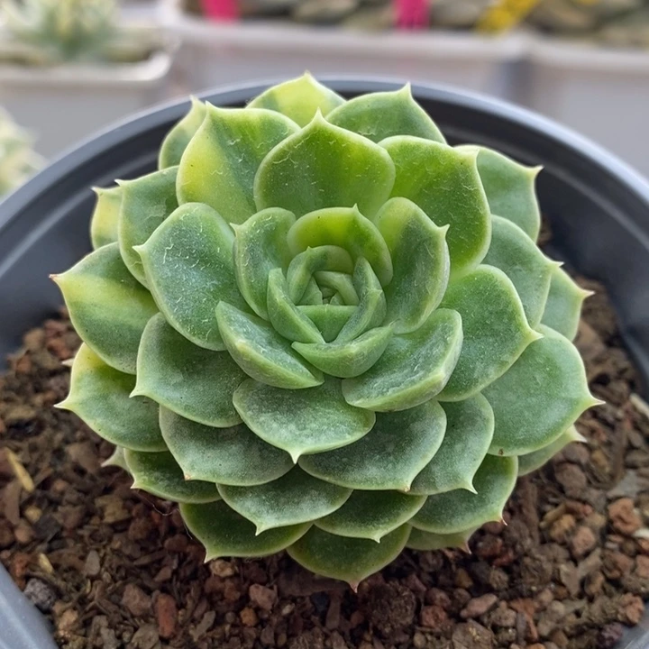 026昂斯诺锦锦锦锦锦锦锦