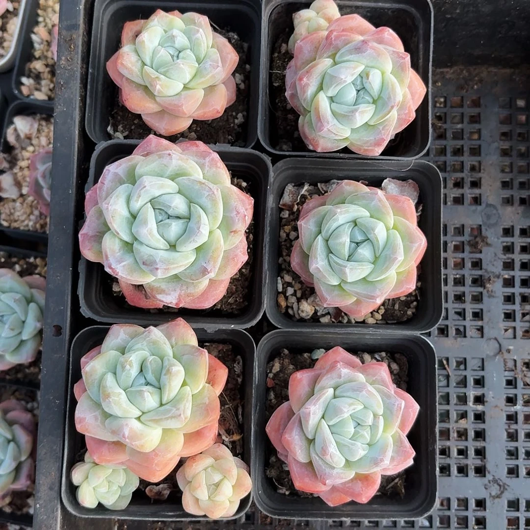 L****.Yi 专拍6颗冰玉