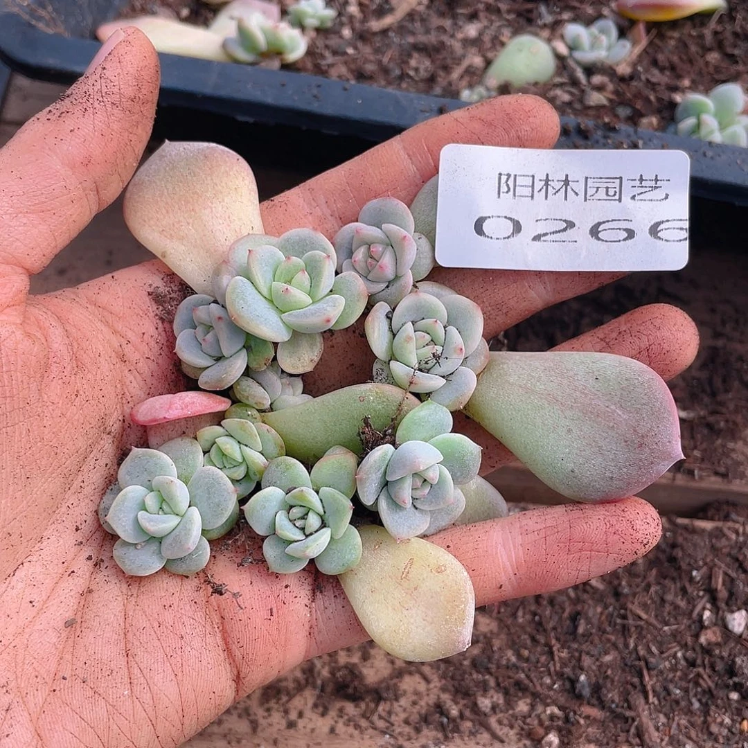 多肉植物多肉植物266