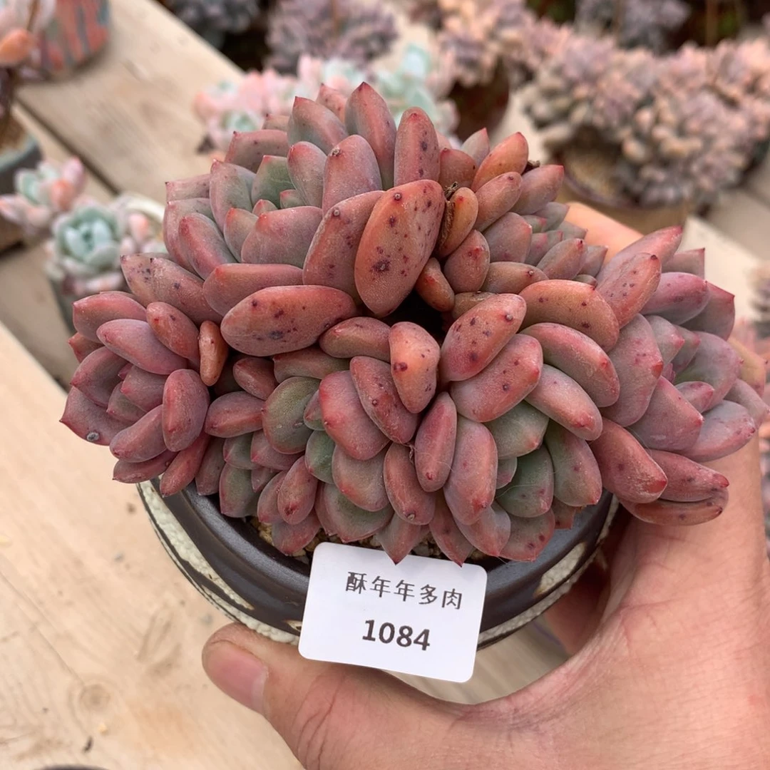 1084爱丽儿多肉一颗不包砍12厘米