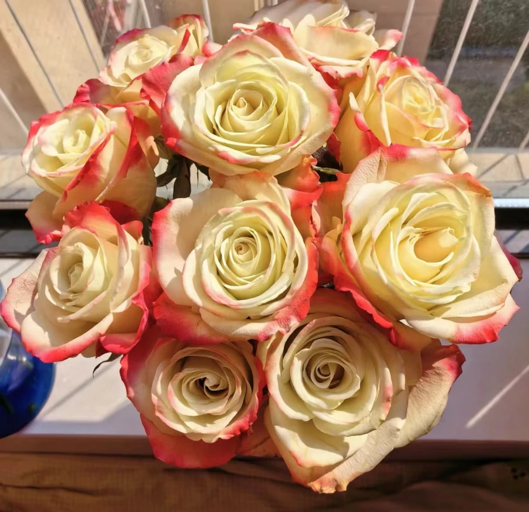 【华尔琪】新品切花玫瑰月季盆栽阳台