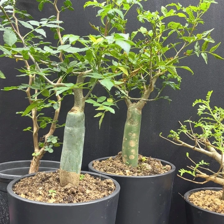 芳香橄榄一物一拍