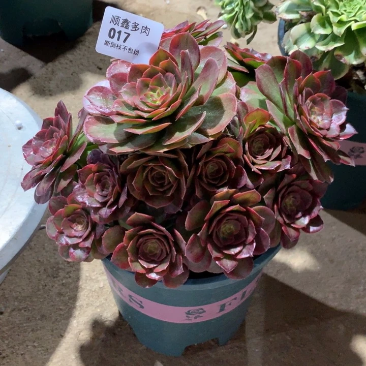 017火狐多肉植物