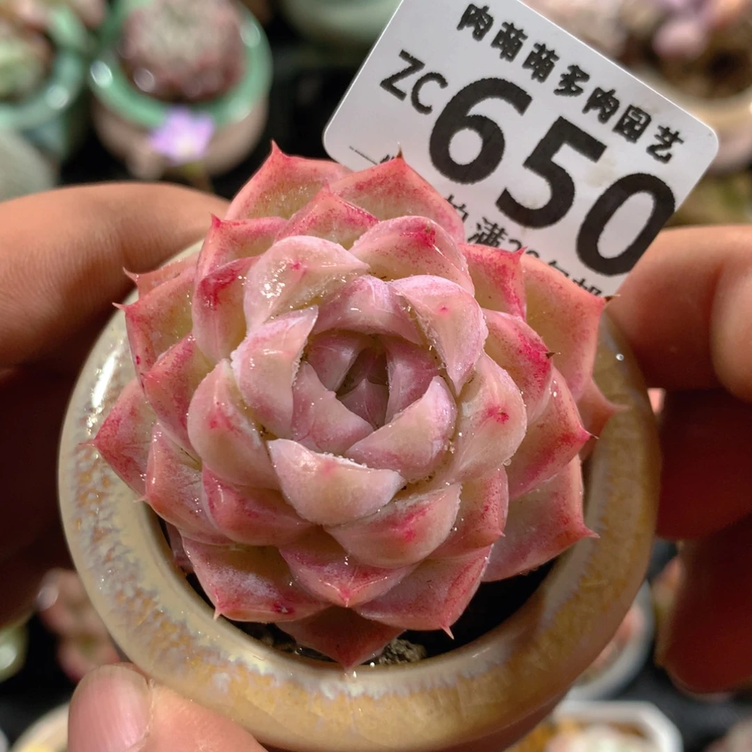 5CM拇指盆精控多肉ZC650