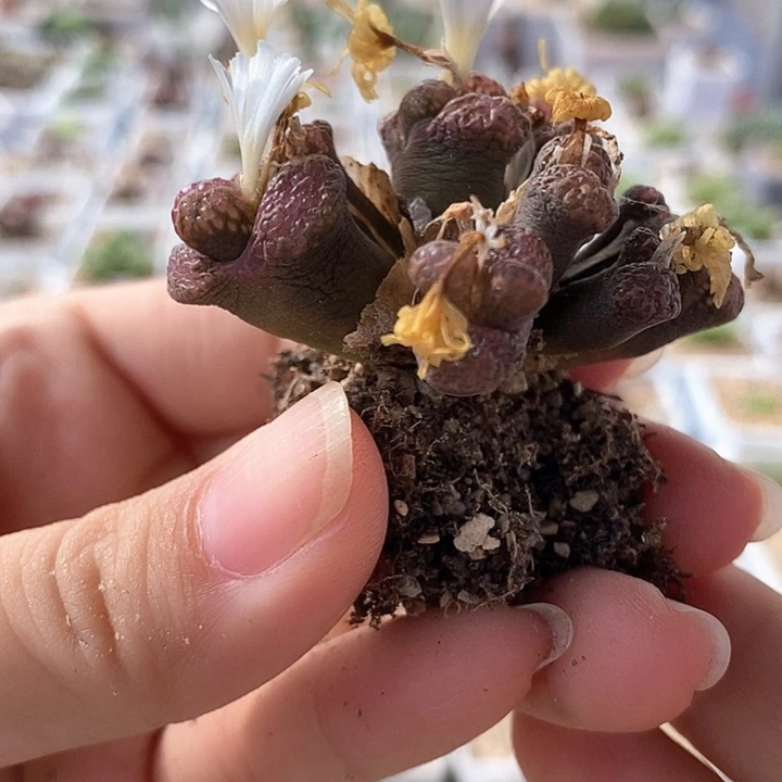 一物一拍泡泡勋章母本9头