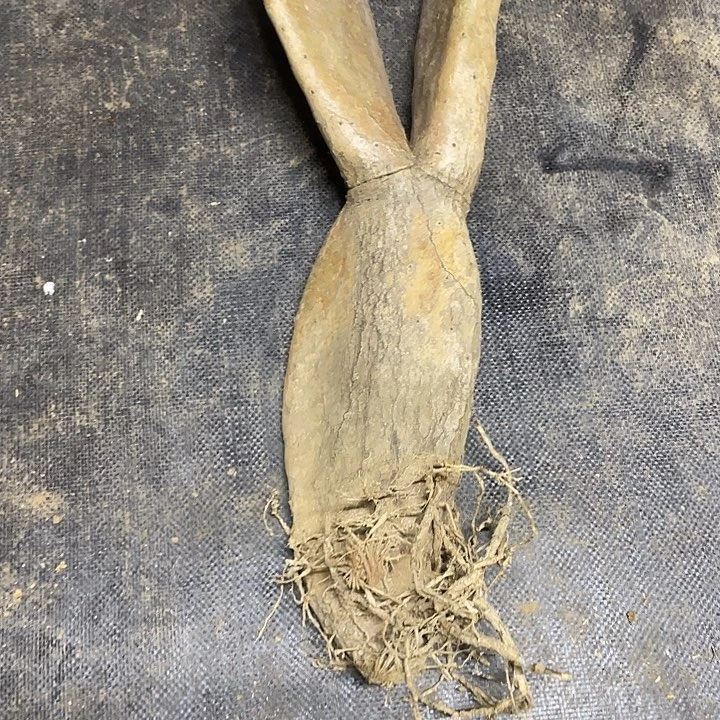宝塔黄果老桩有老斑处理