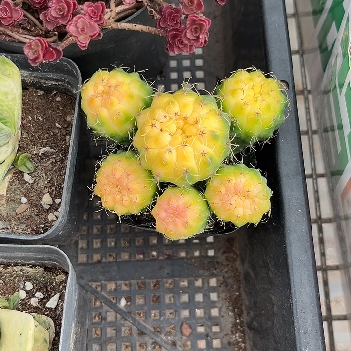 我也不知道我为什么要这样对