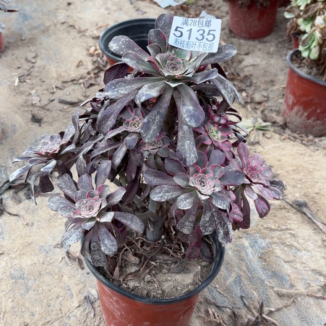 踏***梅T. 5135丽娜多肉122233