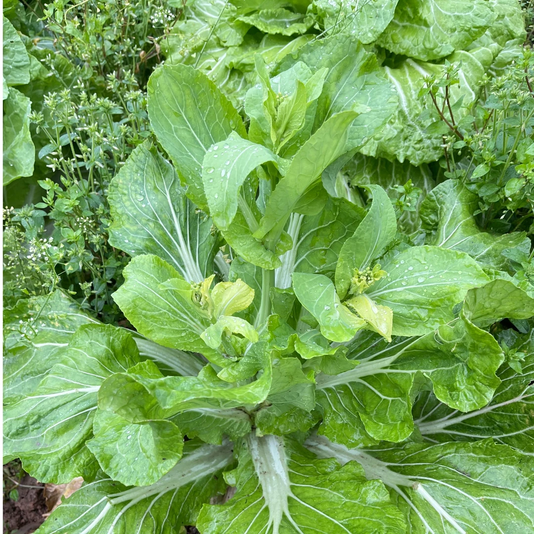 【桑植新鲜蔬菜】张家界特产蔬菜农家蔬菜农村自种蔬菜