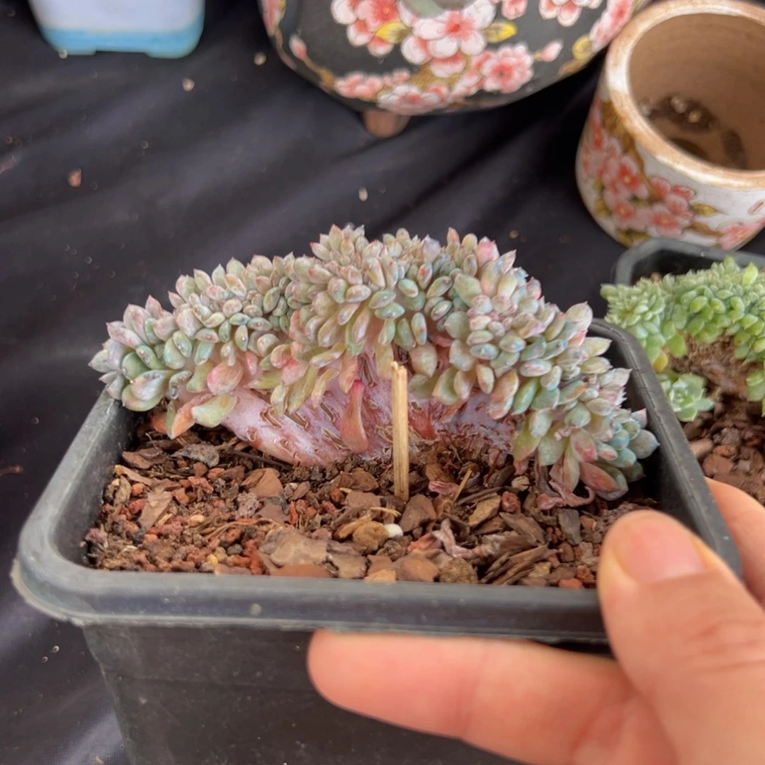 新年快乐 新年快乐