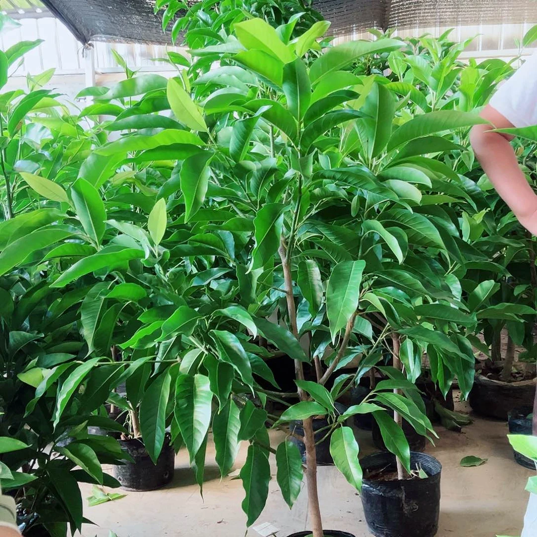 完全开放白兰花88价位