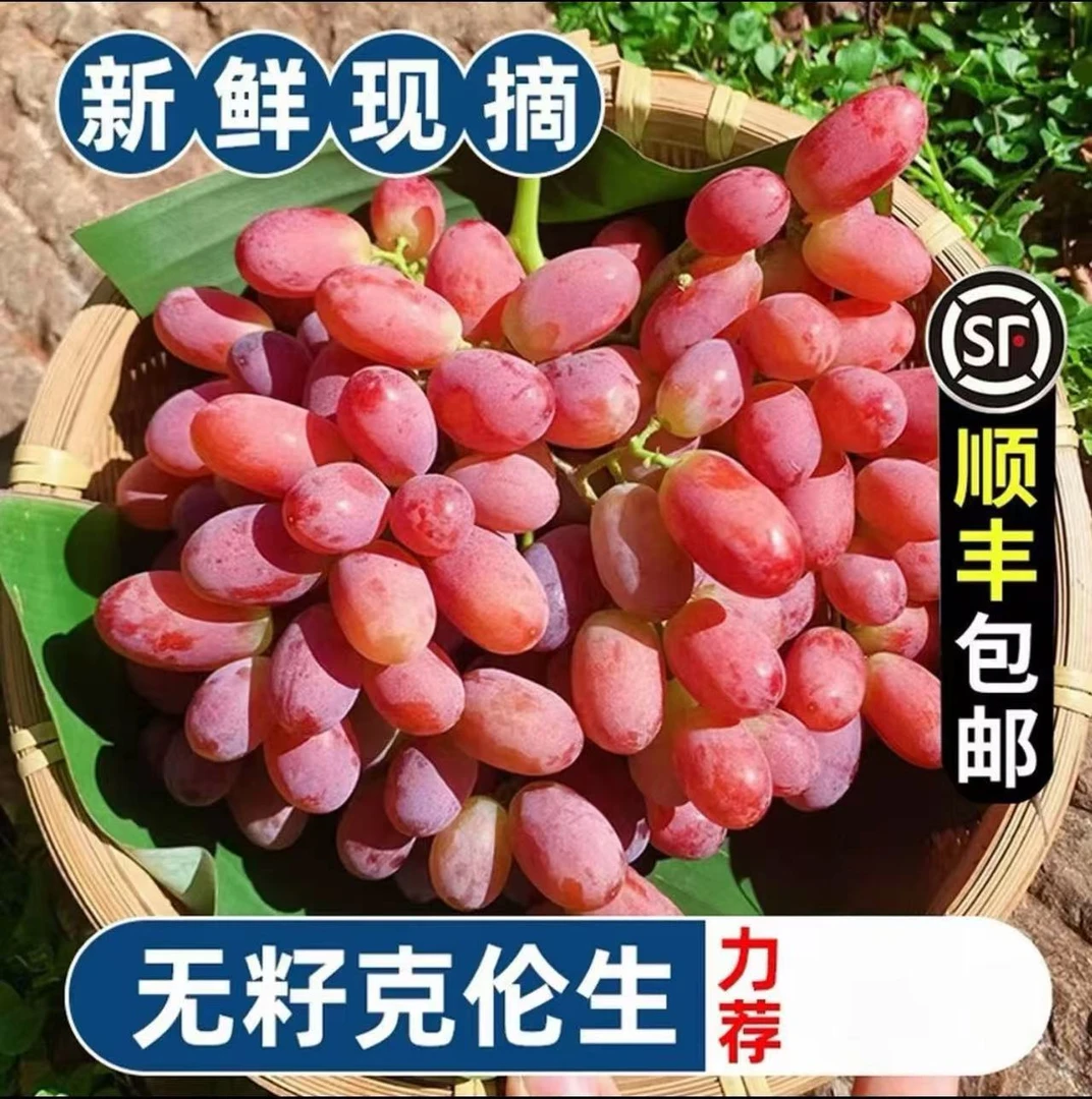 【顺丰包邮】现摘现发应季头茬克伦生葡萄孕妇水果香甜多汁无籽葡萄