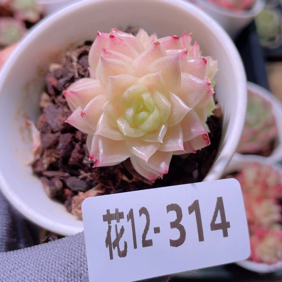 花利美12-314幻影群