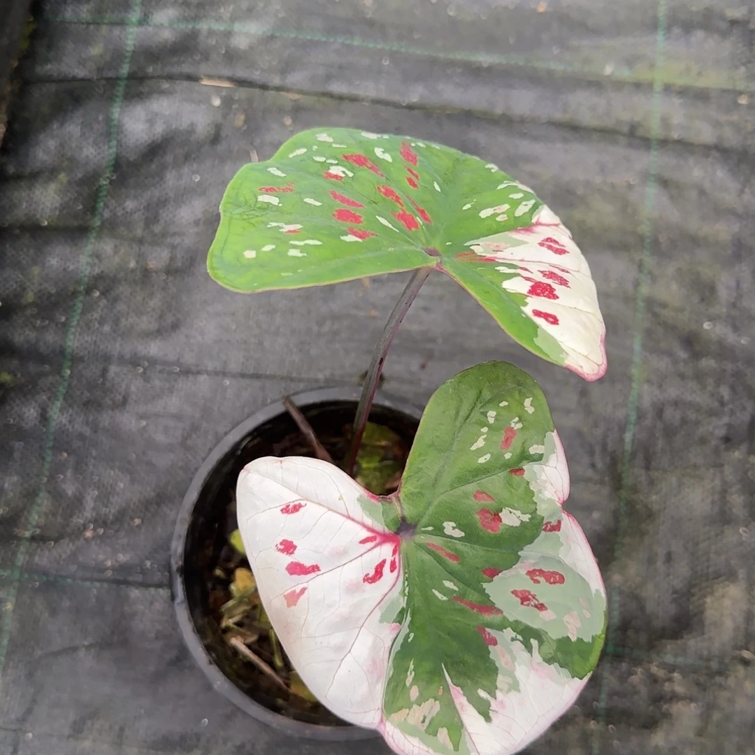 煜***@完全开放紫罗兰脱土发