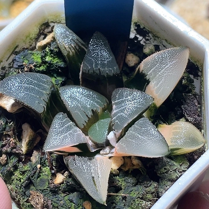 586大型克锦特选福利