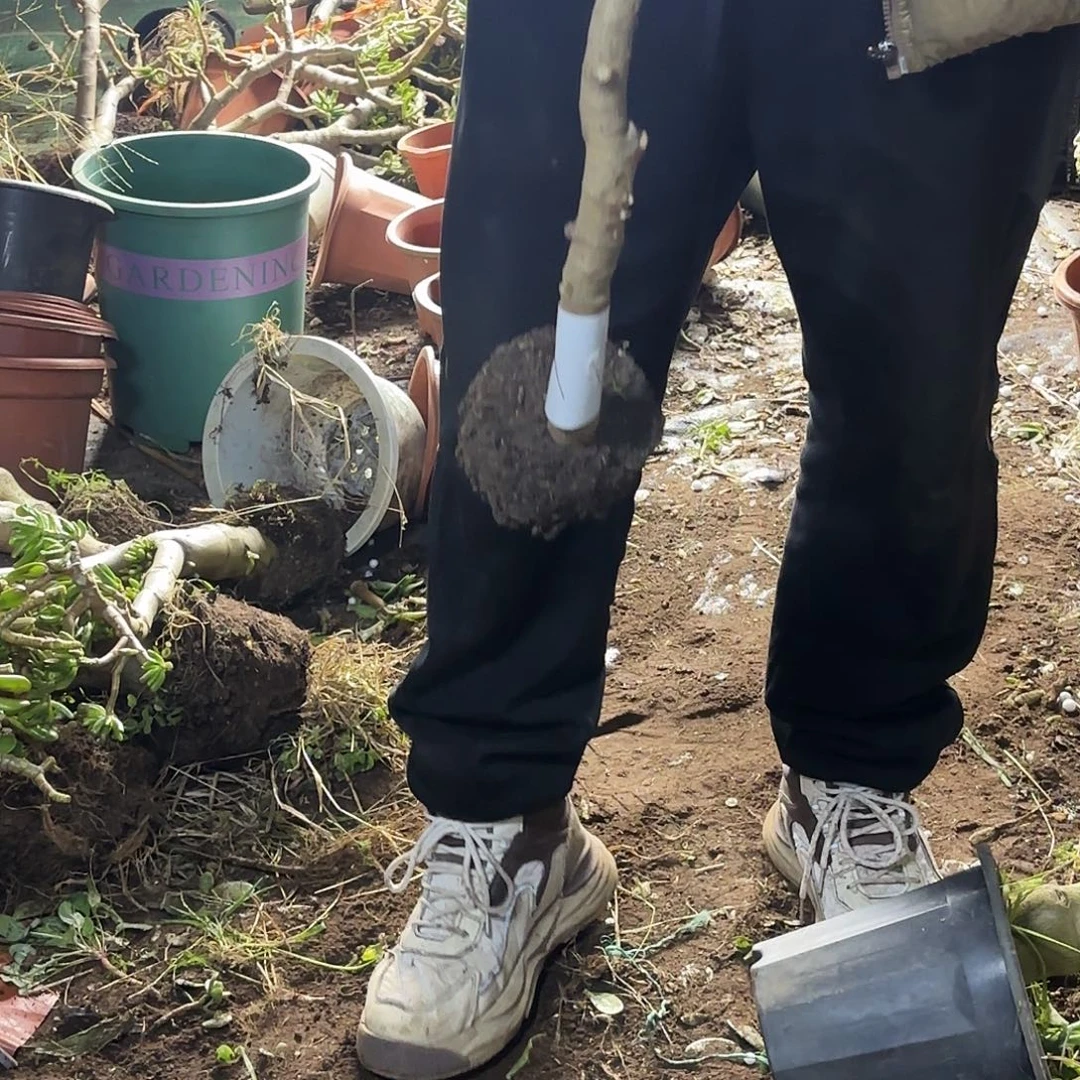 蓉***蓉0617姬红花月带土球发货不售后