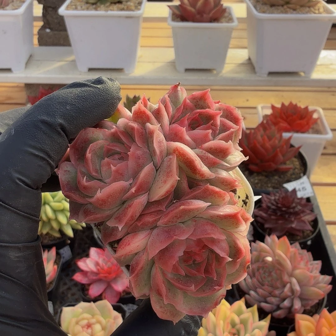 1129-56虾饺群生a