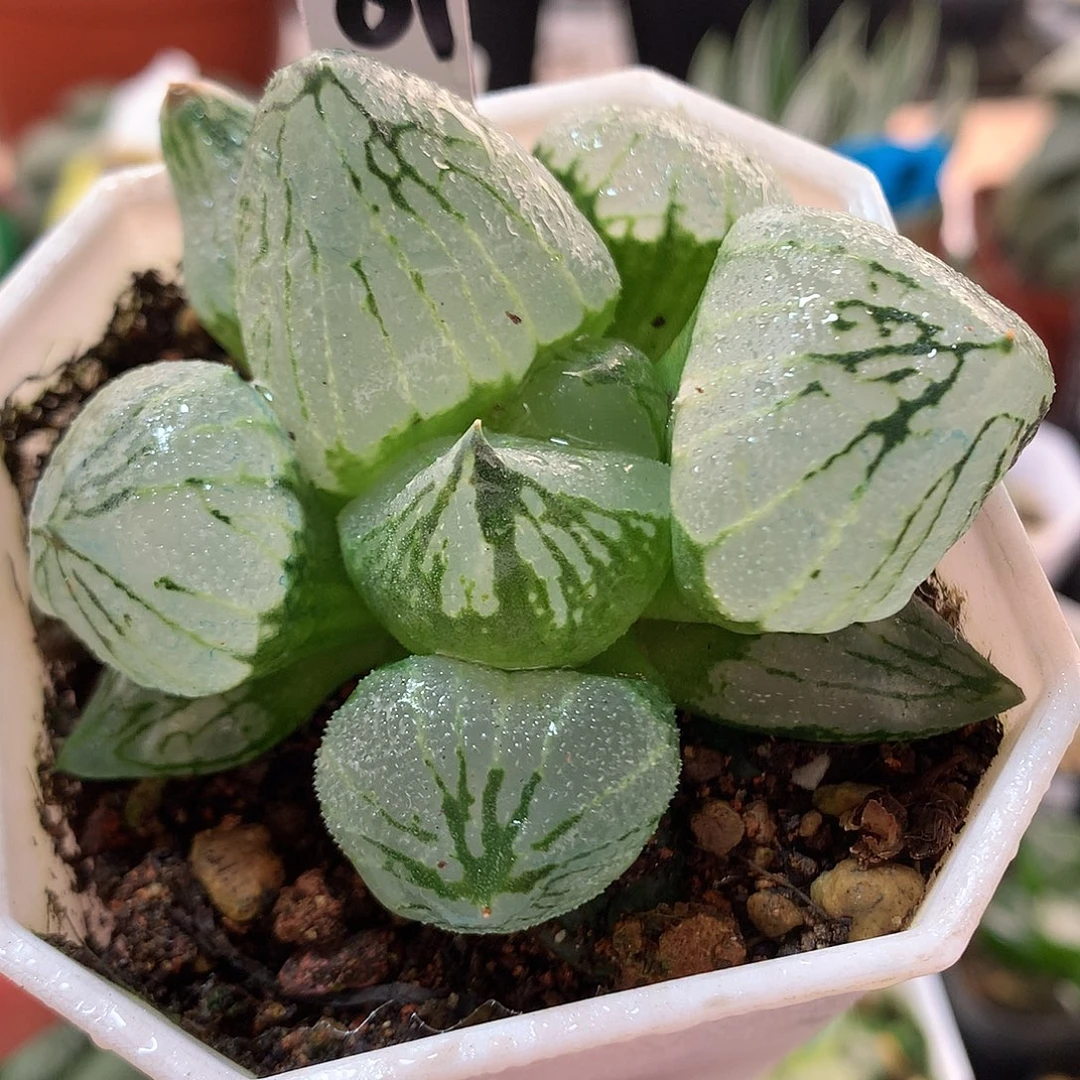 81号杨贵妃带盆土