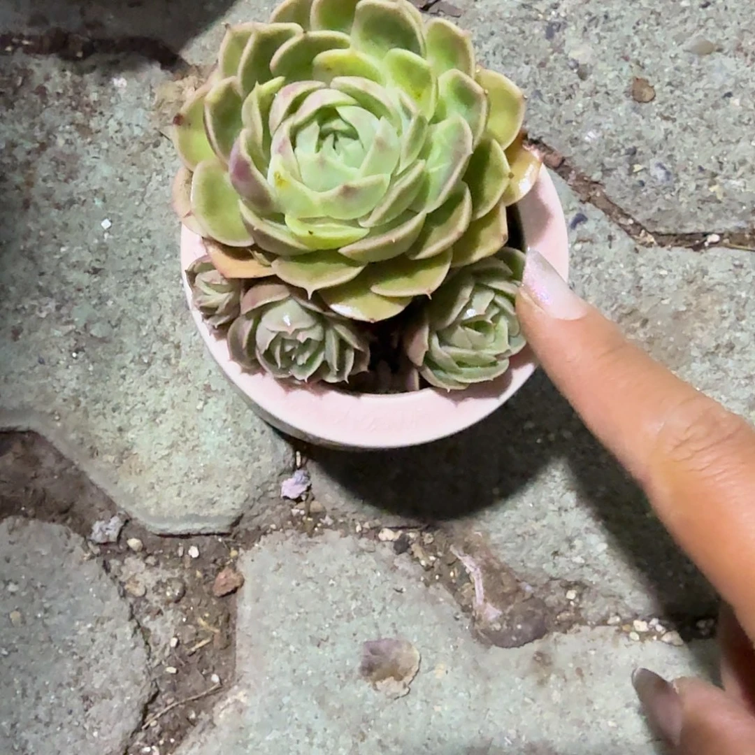 昂斯诺带盆粉色花盆