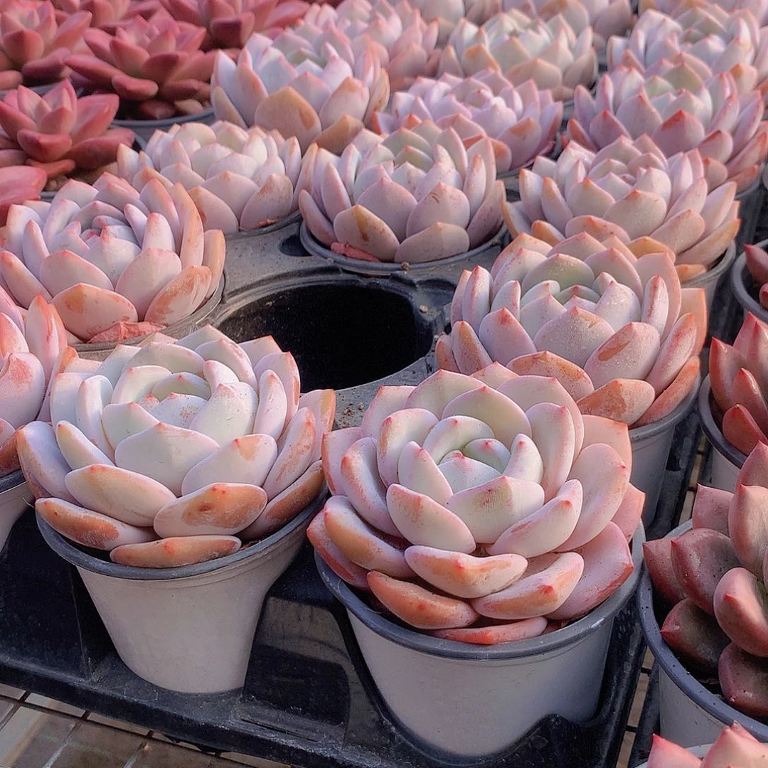 优选奶盖00000000000000