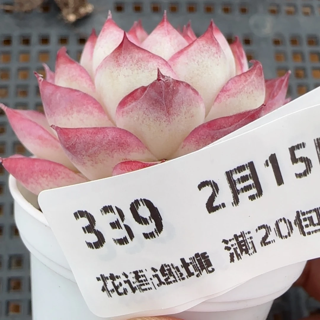 花语逸镜0215-339