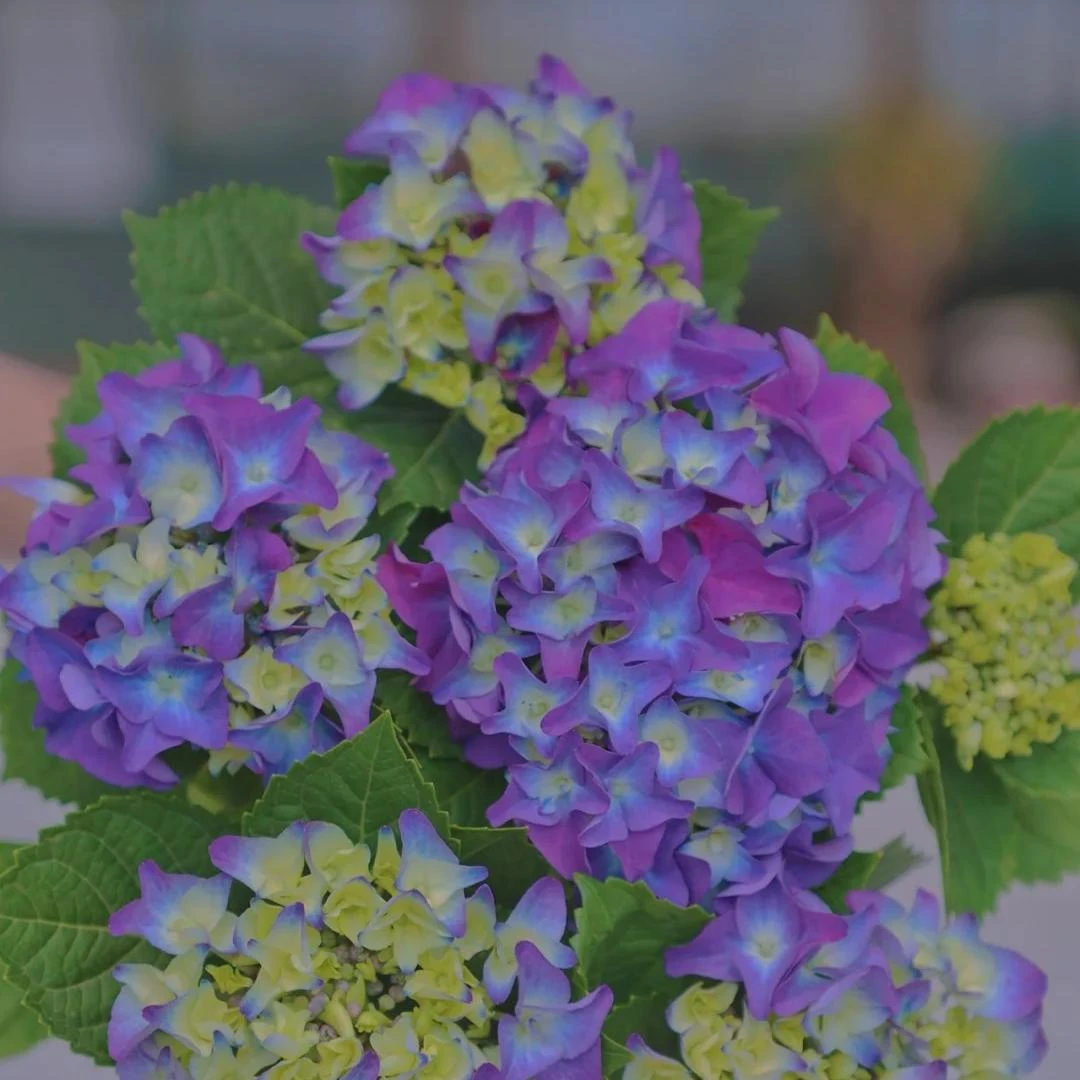 一物一拍【七彩沉香】绣球花盆栽室内外花卉花期长易成活易爆花