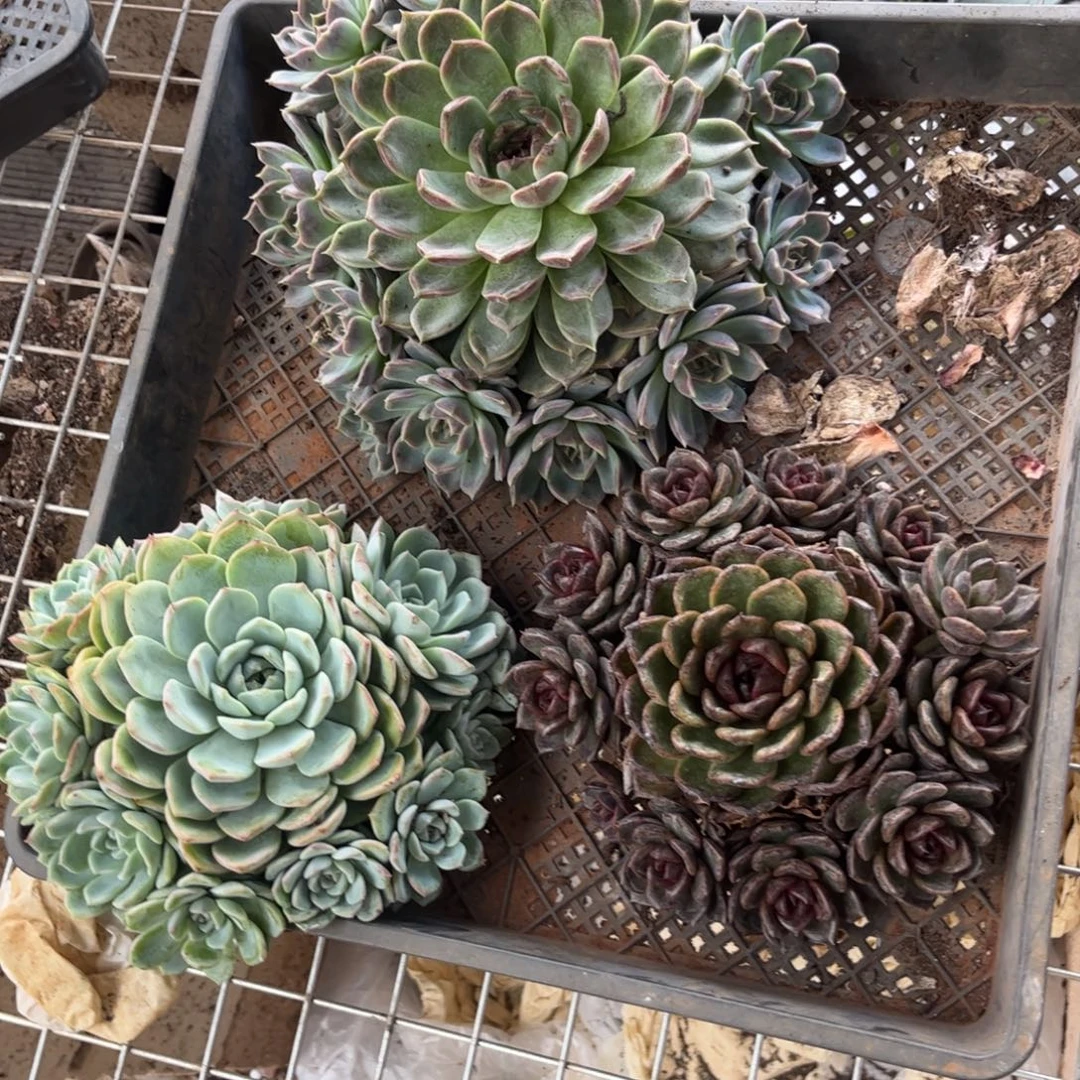 新疆西藏内蒙不包邮3颗