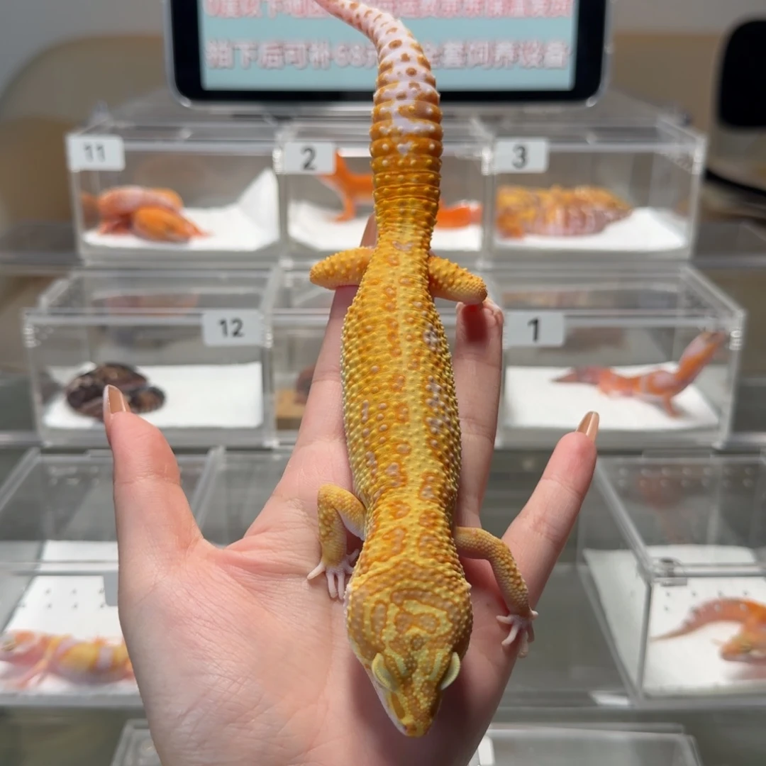 豹纹守宫蜡笔暴龙弟弟