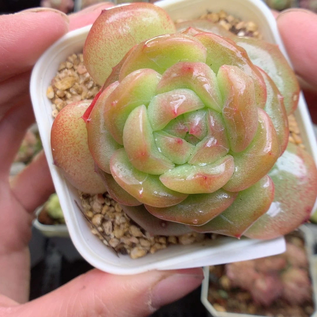 Q33y y y y y y y y y