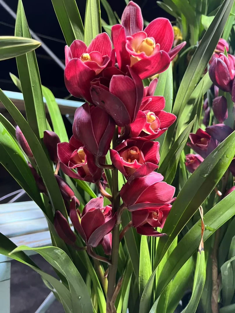 [桌面大红袍]大花蕙兰年宵花桌面兰好养活