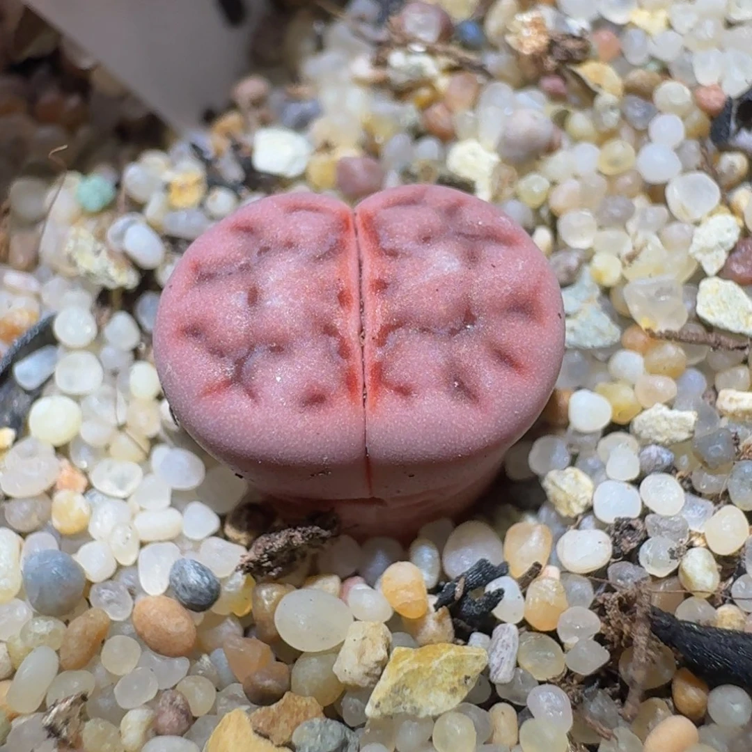 Ssss精品生石花938