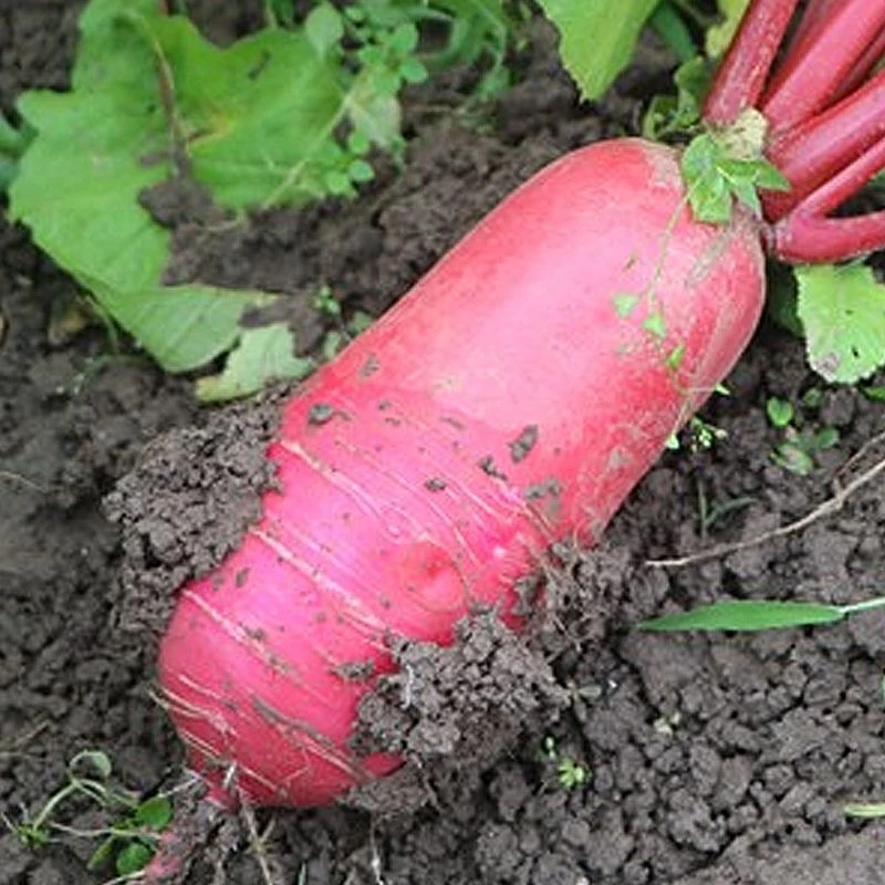 [不水洗 带泥发货]萝卜红皮白肉水萝卜炒菜萝卜脆嫩多汁泡菜萝卜