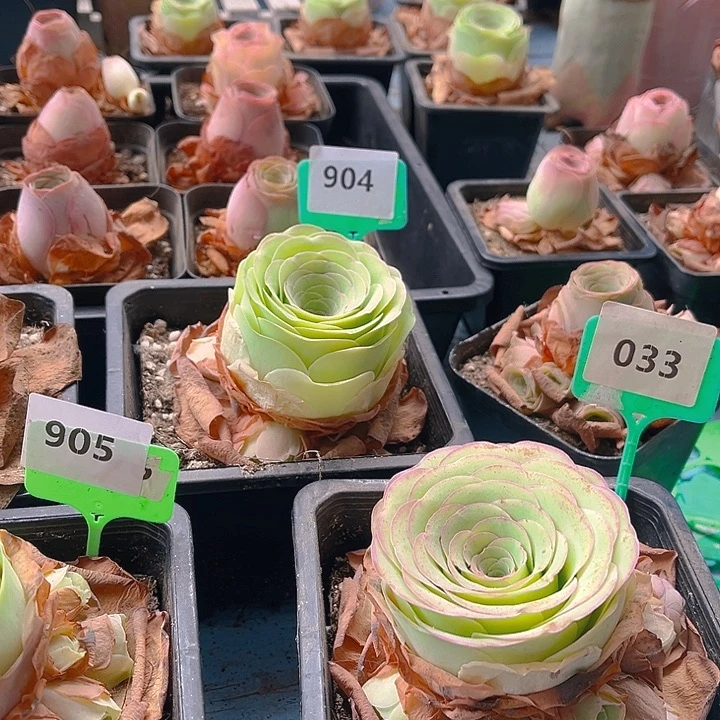 莫***。033一物一拍 带盆发货