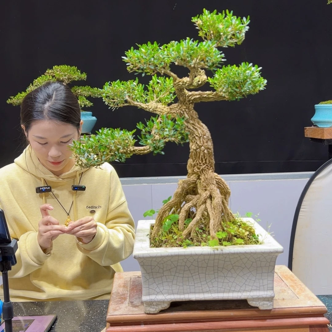 黄杨盆景老桩四季长青