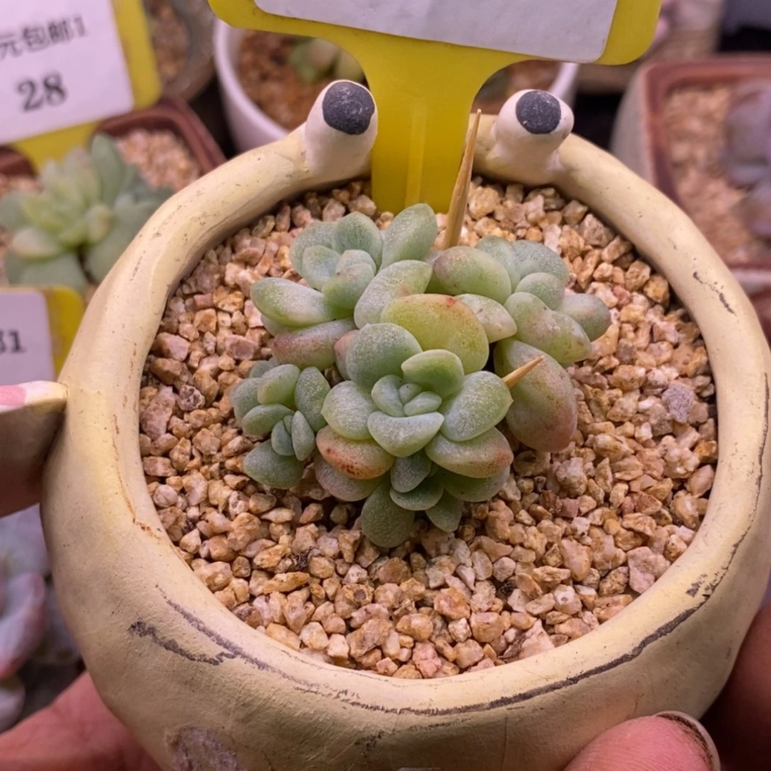 18冰玉石化6头福利小脸