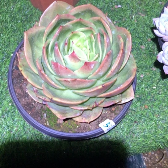 狮子王真多肉植物