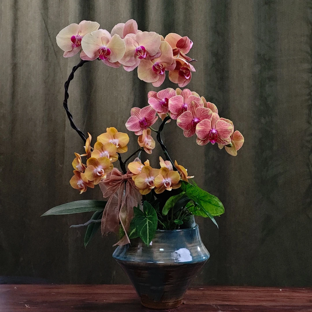 【旭日暖阳】蝴蝶兰混色组合高端鲜花艺术组盆造型摆设送礼高端花卉