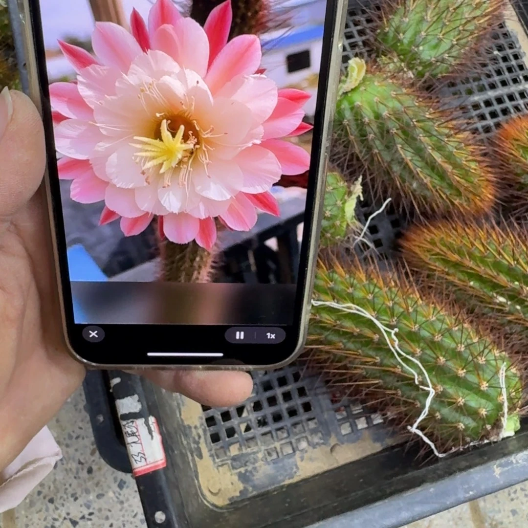 345金妞少女心歪无根侧牙7公分左右，20包邮