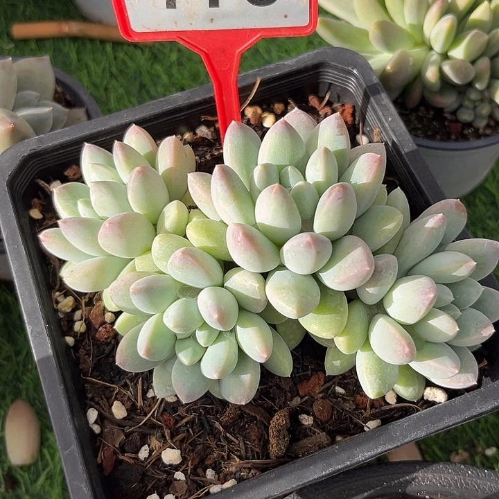 大叶奶糖一物一拍773