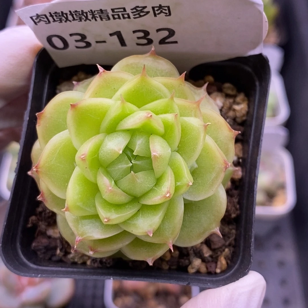【闪购商品】03-132