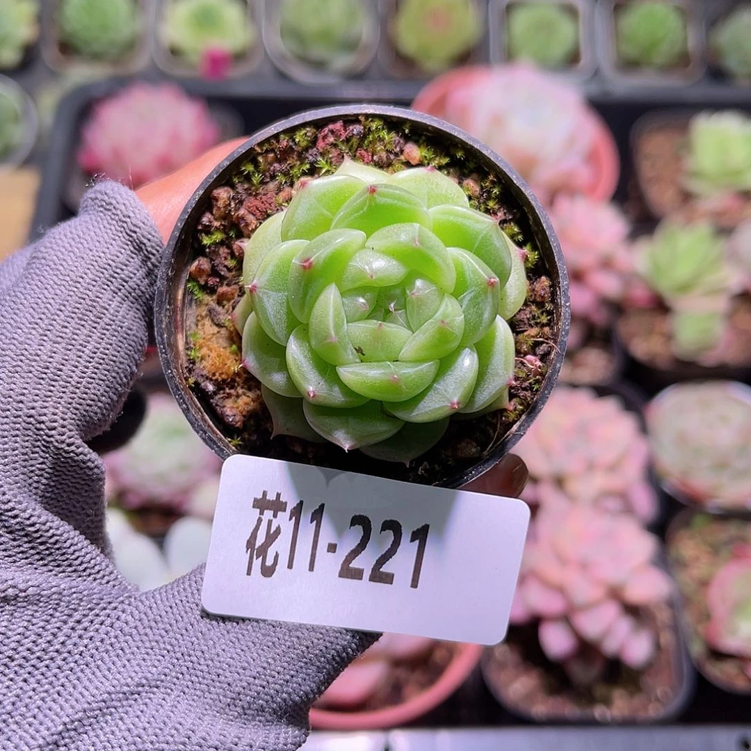 花11-221新品单头