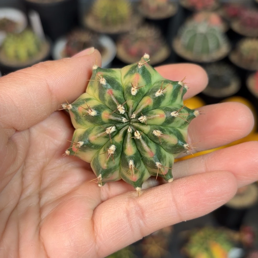 泰系月光米哈仙人球93号