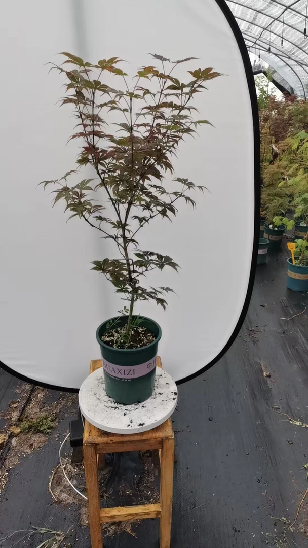 枫树品种：平群2 山东凌云枫树园