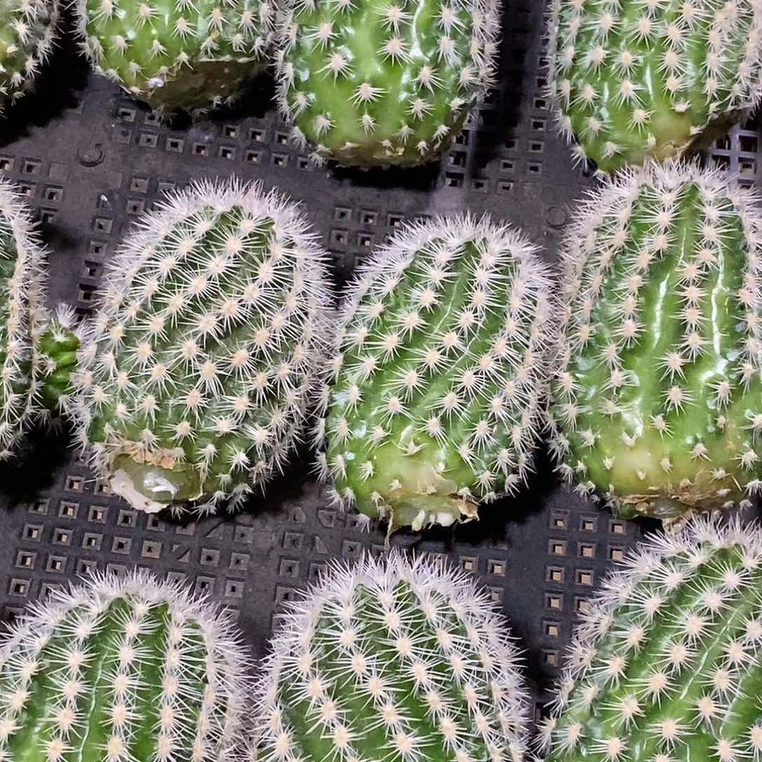 河马虾侧芽歪5公分以上