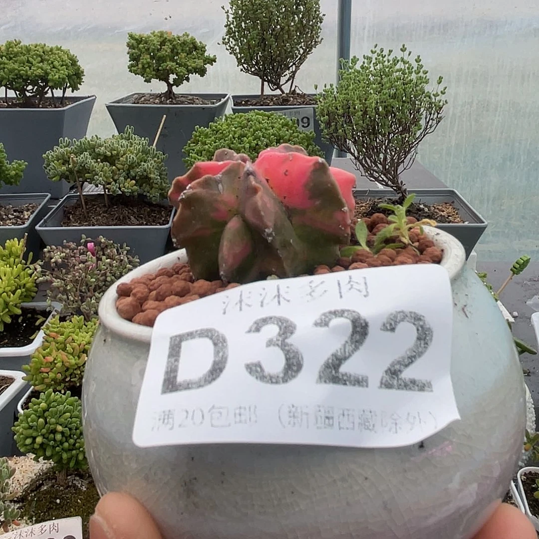 322鸾凤玉锦仙人球