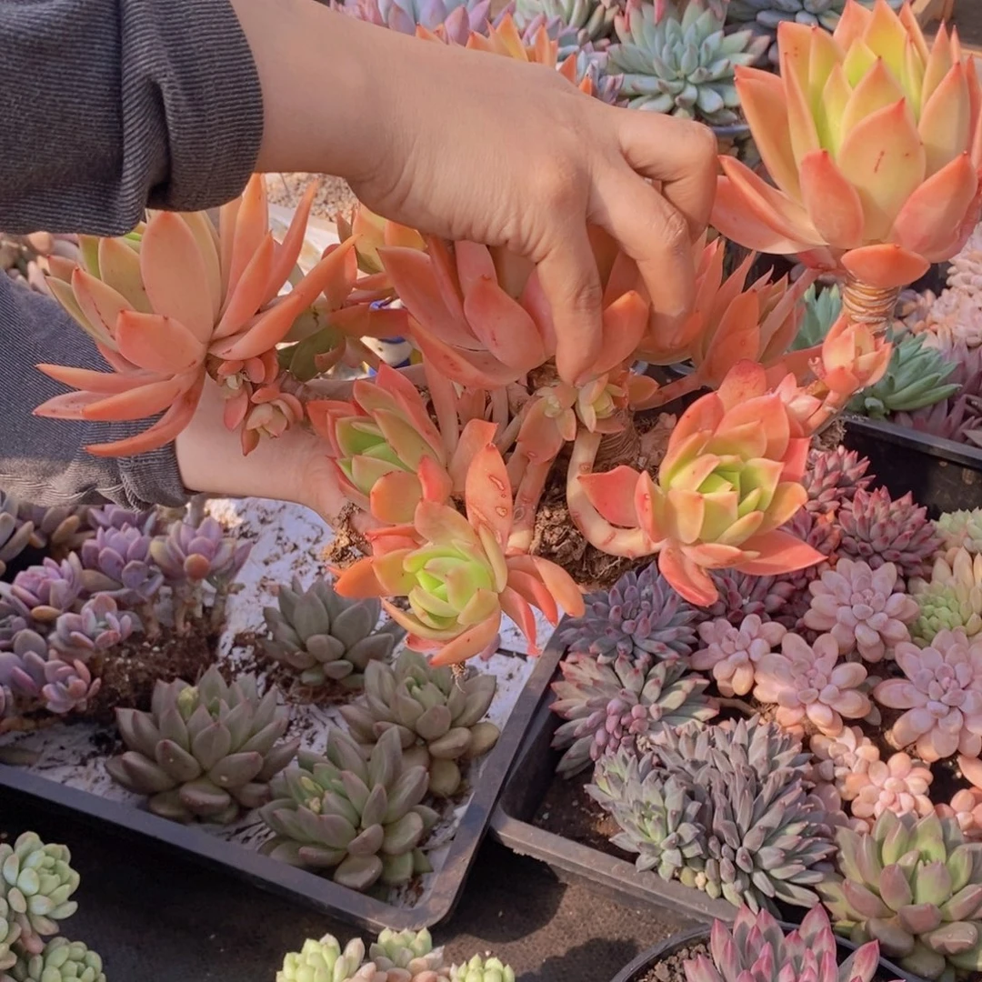 出***来多肉植物多肉植物