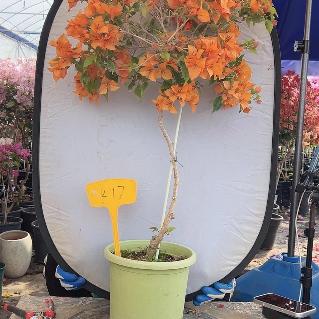 康***宝大部分花苞少量开放K17橙桑巴